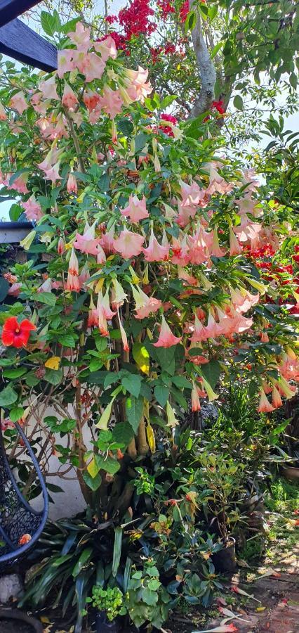 Ashcroft Gardens Bed&Breakfast Napier Exterior foto