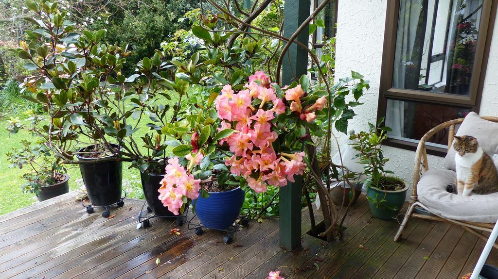 Ashcroft Gardens Bed&Breakfast Napier Exterior foto