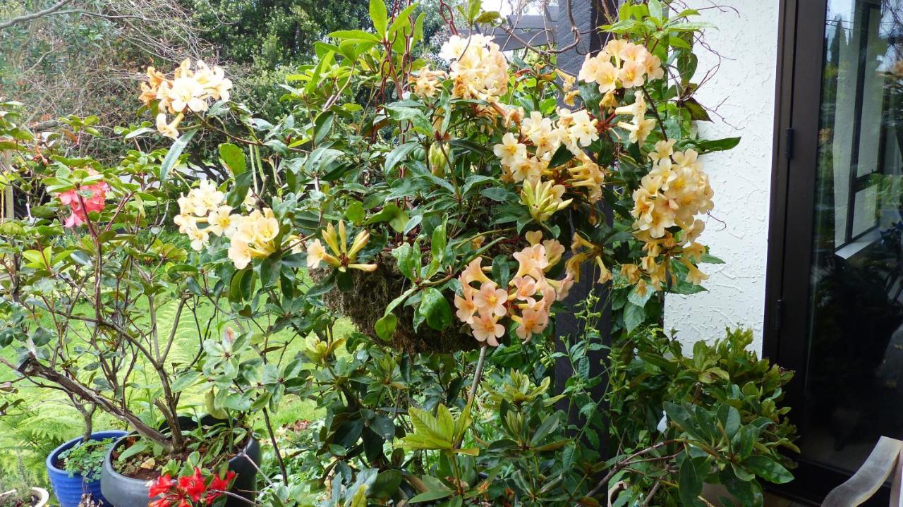 Ashcroft Gardens Bed&Breakfast Napier Exterior foto